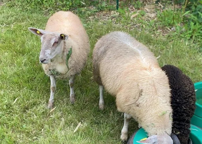 L'odon Casa de Férias *